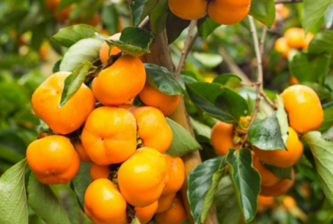 Когда и как посеянное Райское Яблоко начало приносить плоды?