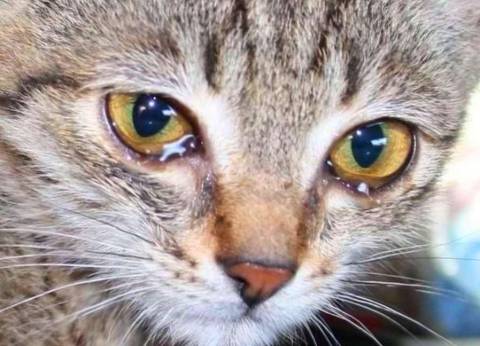Что делать, если котенок чихает, и у него гноятся глаза? 