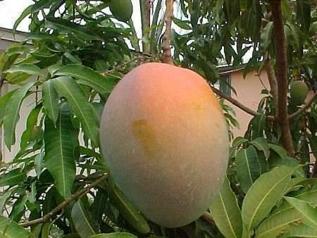 Как вырастить манго в домашних условиях?