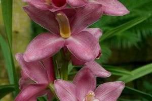 Как выращивать орхидеи?
