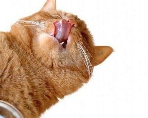 Обильное слюноотделение у кота во сне, опасно ли это?