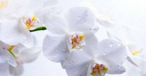 Болезни и вредители орхидеи фаленопсис, болезни корней и листьев, лечение с фото и видео