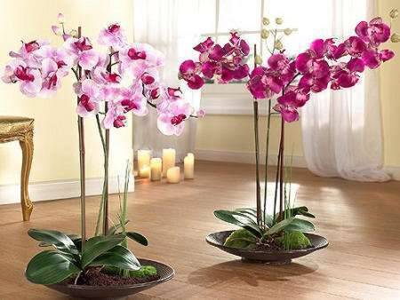 Уход за орхидеей фаленопсис в домашних условиях фото и видео