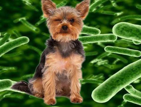 Парвовирусный энтерит у собак: характеристика заболевания и особенности лечения