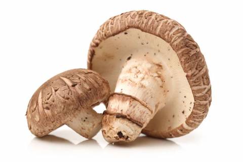 Полезные свойства гриба шиитаке и как его готовить