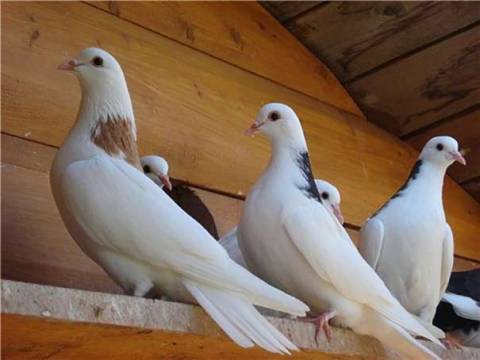Породы домашних голубей в России: их фото и описание
