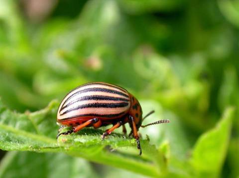 Размножение колорадского жука и фазы развития