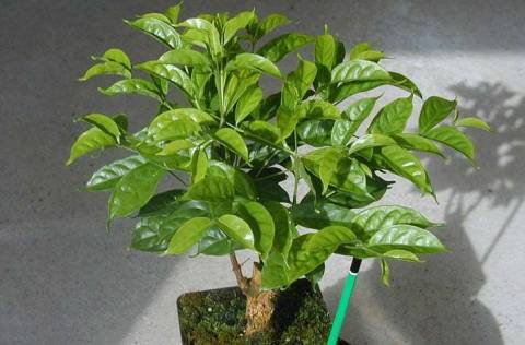 Родина кофейного дерева, способы его выращивания в домашних условиях