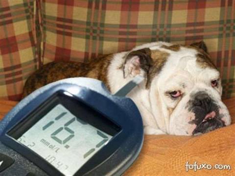  Сахарный диабет у собак: симптомы и лечение, диета