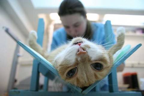 Стерилизация кошки на дому и в ветеринарной клинике: особенности, уход за животным
