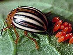 Тип превращения колорадского жука: особенности развития