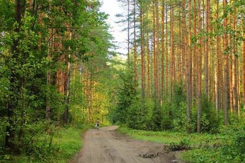 Виды деревьев России, их фото и названия
