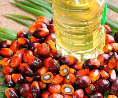 Вред пальмового масла для здоровья, его польза, наличие в продуктах питания