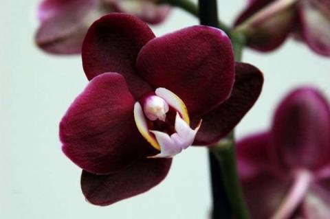 размножение орхидеи фаленопсис в домашних условиях