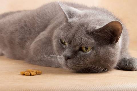 Взрослый кот не ест и не пьет, какие могут быть причины?
