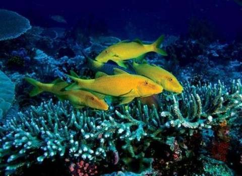 Новая Каледония: достопримечательности и самый красивый Барьерный риф