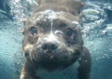 Как научить плавать собаку, если она боится воды?
