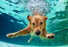 Как научить плавать собаку?