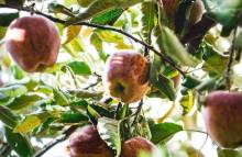 Устойчивые сорта яблок: какие выбрать?