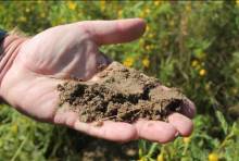 Как улучшить песчаную почву?