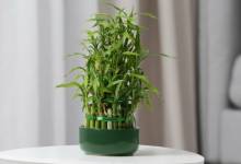 Бамбук для дома: можно ли вырастить у себя на подоконнике?