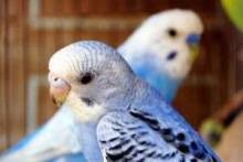 Как ухаживать за волнистым попугаем: правила содержания, рацион и болезни птиц