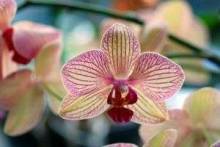 Почему желтеют листья у орхидеи: основные причины и советы, как справиться с недугом растения