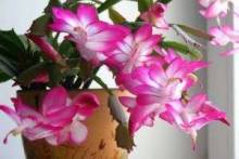Почти кактус по имени декабрист: уход в домашних условиях, все о цветении пересадке и болезнях