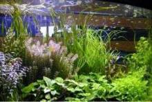 Водные растения для аквариума
