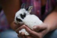 Если вы решились завести длинноухого питомца, для вас важно, сколько живут декоративные кролики?