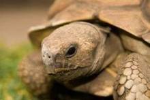 Как ухаживать за черепахой в домашних условиях? Полезные советы и рекомендации