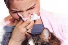 Аллергия на кошек: симптомы у взрослых и детей, а также как предупредить заболевание
