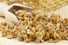 Как прорастить пшеницу — от выбора семени до первых ростков