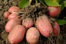 Как посадить картошку и правильно подготовиться к этому процессу?