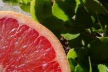 Цитрус со знаком вопроса— польза и вред грейпфрута