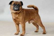 Описание породы собак пти-брабансон: их характер, особенности ухода, дрессировки и питания