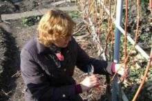 Уход за теплолюбивым растением, или Как обрезать виноград на зиму