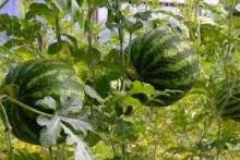 Выращивание арбузов в теплице: сладкое летнее лакомство в условиях севера