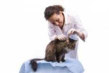 Как чистить уши котенку: подробная инструкция 