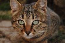 Чем кормить кастрированного кота: советуют ветеринары