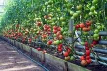 Какие помидоры лучше сажать: советы при выборе