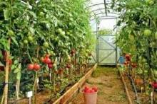 Какие помидоры сажать в теплице: полезные советы
