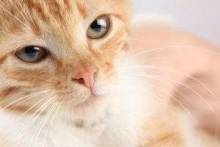 Глисты у кошек: симптомы, профилактика, способы лечения