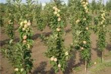 Как посадить яблоню осенью и чем отличаются правила посадки в средней полосе России, на Урале и в Сибири?