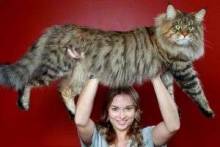 Самая большая порода домашних кошек: мейн кун или ашера?