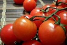 Как вырастить урожай помидор на грядке под окном, не используя вредные удобрения?