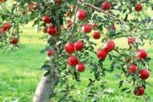 Удобрения для плодовых деревьев: яблонь, вишни и черешни, груши, сливы