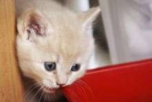 Чем кормить британского котенка? Рекомендации опытных заводчиков