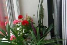 Какие цветы должны быть в доме —  положительная и отрицательная энергетика