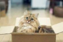 Почему кошки любят пакеты и коробки